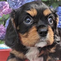 Cavalier King Charles Spaniel Puppies from Pleasant Meadows