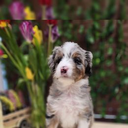 Poppy - Blue merle Aussiedoodle puppy in Moreno Valley, California from Rainbow SoCal Doodles