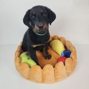 Loganberry - Black and rust male Beauceron puppy in Seattle, Washington from SilverStruck Kennels
