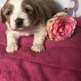 Cockapoo Puppies from Maple’s Cockapoo Puppies