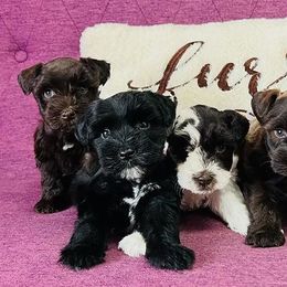 Miniature Schnauzers from Puppy Bayou of the Ozarks