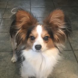 Buster - Papillon