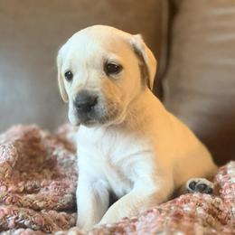Skye - Yellow female Labrador Retriever puppy in Sweet Home, Oregon from Snowpeak English Labradors