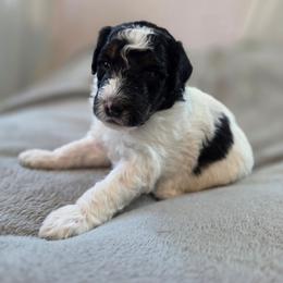 Pumpkin - Tri-color female Bernedoodle puppy in Malden, Illinois from Doting Doodles