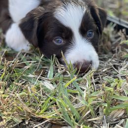 Australian Shepherd and Miniature Australian Shepherd Puppies from Cypress Grove Aussie