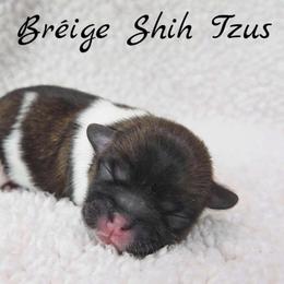 AKC Brindle & White Male - Brindle and white male Shih Tzu puppy in Las Vegas, Nevada from Beirin Breige Shih Tzus