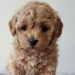 Maltese, Maltipoos, and Poodles from Joyful Pups
