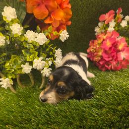 Tiramisu - Piebald female Dachshund puppy in Buckeye, Arizona from Duran Dachshunds