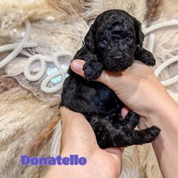 Donatello - Black male Goldendoodle puppy in Pearland, Texas from Posh Paws Puppies