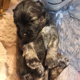 Cocoa Bean - Brindle male Mal-Shi puppy in Apollo Beach, Florida from Gemstone Exclusive Pups of Florida