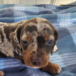 Denim - Dapple male Dachshund puppy in Hartville, Missouri from Aimee C. Doxies
