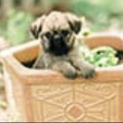 Bernese Mountain Dog and Brussels Griffon Puppies from Brooks Berner Bears