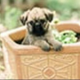 Bernese Mountain Dog and Brussels Griffon Puppies from Brooks Berner Bears