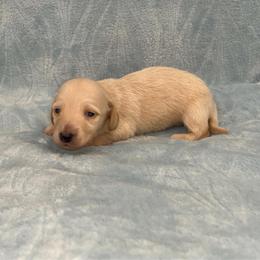 Alvin- AKC - Cream male Dachshund puppy in Gainesville, Texas from Diamond B Doxies