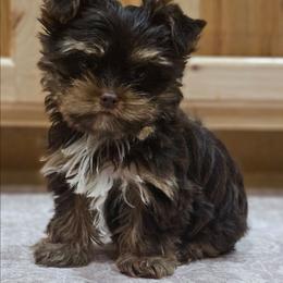 Savannah - Chocolate, tan and white female Yorkshire Terrier puppy in Salem, Missouri from Meadowbrook Poodles