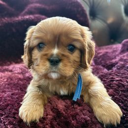 Wyatt - Ruby male Cavalier King Charles Spaniel puppy in Mystic Islands, New Jersey from Mystic Cavaliers LLC