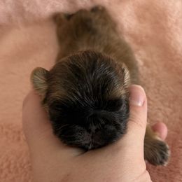 Girl 2 - Fawn female Pekingese puppy in Clinton, Tennessee from Gracelands Pekingese