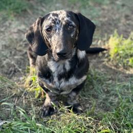 Blaze - Dapple male Dachshund puppy in Gatesville, Texas from Emily’s Doxie Domain