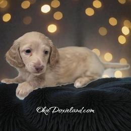 Polar - Cream male Dachshund puppy in Oklahoma City, Oklahoma from OkieDoxieland Dachshunds