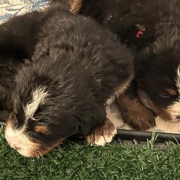 Bernese Mountain Dog Puppies from Alpen Daydream Bernese