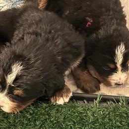 Bernese Mountain Dog Puppies from Alpen Daydream Bernese