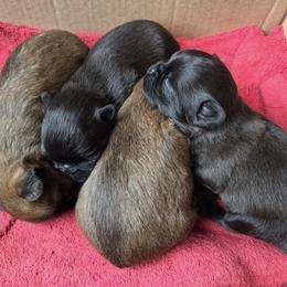 Brussels Griffon Puppies from Pine Haven Brussels Griffons LLC