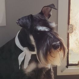 Major - Miniature Schnauzer