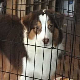 Kimchi - Australian Shepherd