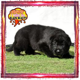 TEMPEST - Black female German Shepherd puppy in Murrieta, California from Diamond Oaks German Shepherds