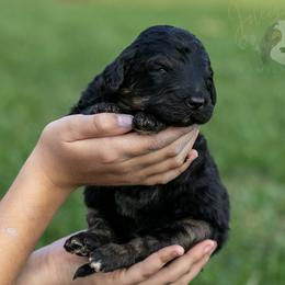 Amy Standard Bernedoodle - Phantom female Bernedoodle puppy in Eureka, Illinois from Joley Aire Family Dogs