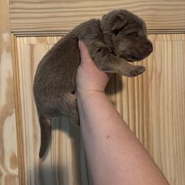 Lav Junior - Isabella male German Shepherd puppy in Watervliet, Michigan from M&M Shepherd Farms