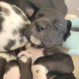 Great Danes from Kielhorn Kennels