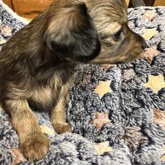 Prague Ratter Puppies from North Star Gem’s Prague Ratters