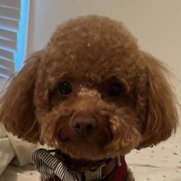 Poodles from CORONA TOY POODLES