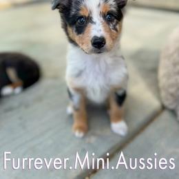 Miniature Australian Shepherd All Grown Up from Furrever.Mini.Aussies.llc