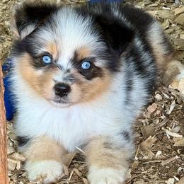 BoPeep - Blue merle female Miniature Australian Shepherd puppy in Patterson, North Carolina from DreamLine Aussies
