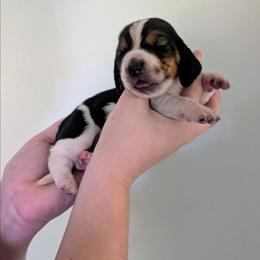 Purple Collar Girl - Black brown and white female Basset Hound puppy in Brantley, Alabama from Lindsey's Puppies