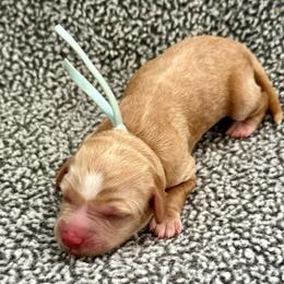Light green Ivy - Caramel cream female Australian Labradoodle puppy in Fontana, California from Grammy's Puppy Love doodles and poodles