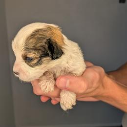 Girl 3 - female Cavapoochon puppy in Poetry, Texas from Darling Doodles of Texas