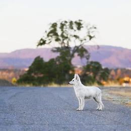 Berger Blanc Suisse and German Shepherd Puppies from Scenic Creek German Shepherds and White Swiss Shepherds