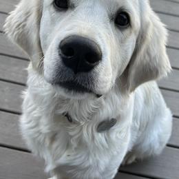 Golden Retriever Puppies from KCs Golden Dream