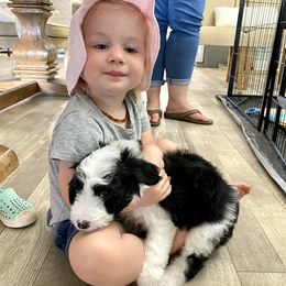 Aussiedoodle Puppies from Ever After Mini Doodles