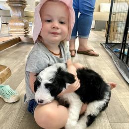 Aussiedoodle Puppies from Ever After Mini Doodles