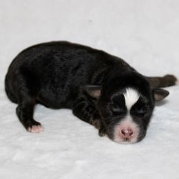 Captain Hook - Black tri male Miniature Australian Shepherd puppy in Paris, Texas from Kuttin’ Up Mini Aussies