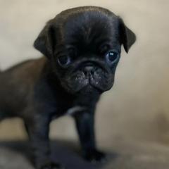 Pugs from Hannah Stunkard