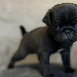 Pugs from Hannah Stunkard