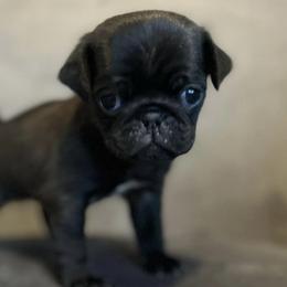 Pugs from Hannah Stunkard