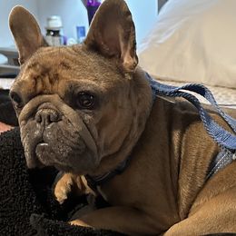 Madonna - French Bulldog