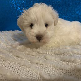 Miniature Schnauzer Puppies from JC Parti Schnauzers
