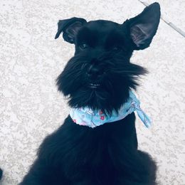 Miniature Schnauzers from Schnauzers of Cobblestone